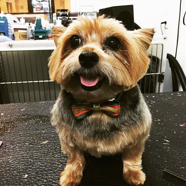 Harlem Doggie Day Spa