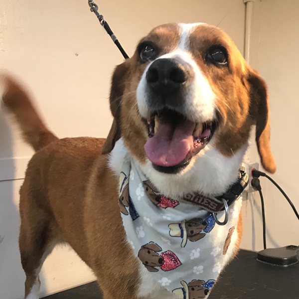 Heather's Mobile Pet Salon