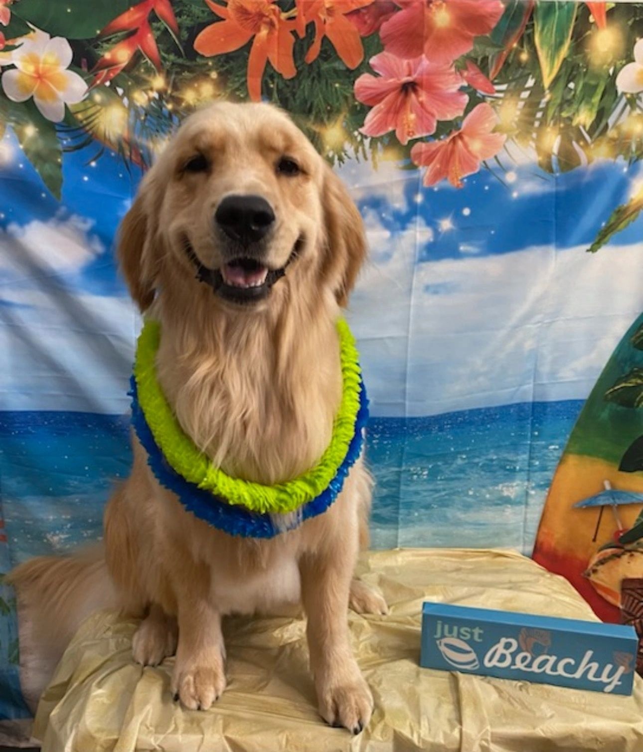 Trophy Paws Pet Grooming