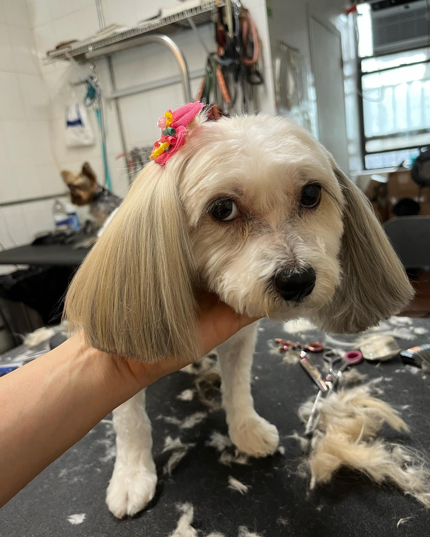 Unleashed Spa Pet Grooming