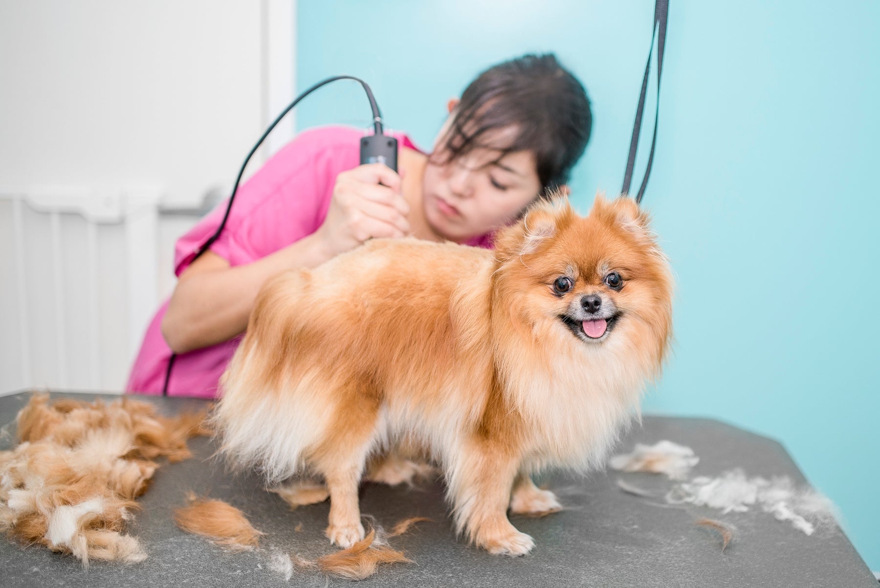 Dashing Dog - Lakeview