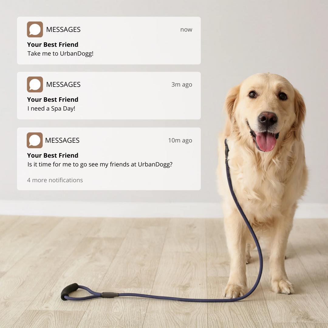 Urban Dogg Pet Grooming