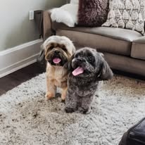 White Rock Pet Grooming